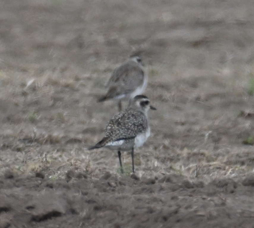 American Golden-Plover - ML616494697