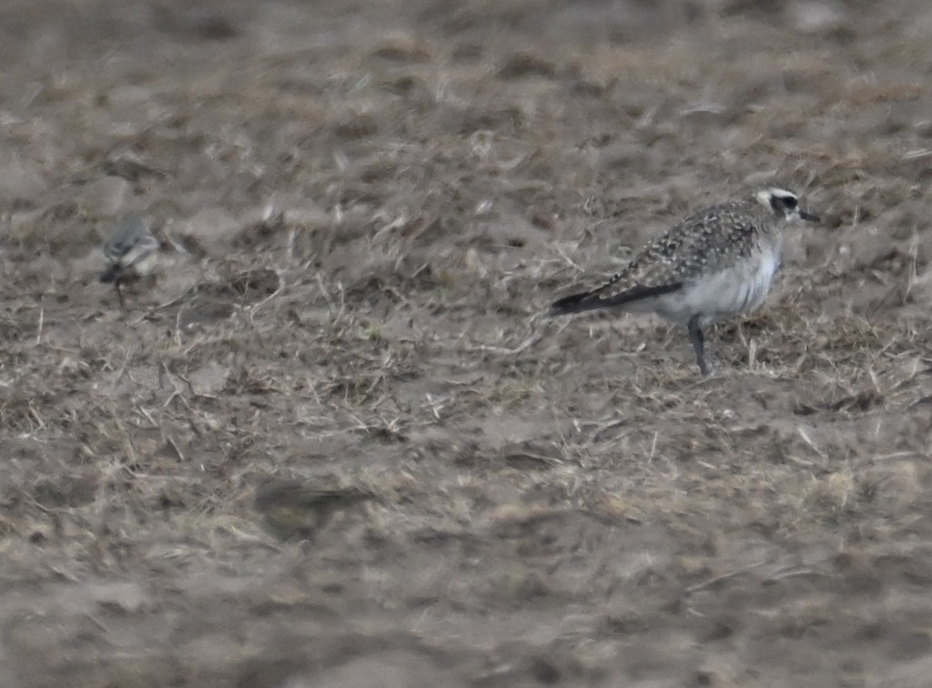 American Golden-Plover - ML616494698