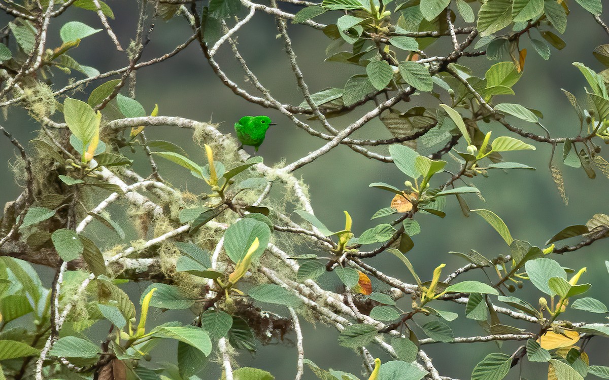 Glistening-green Tanager - ML616494758