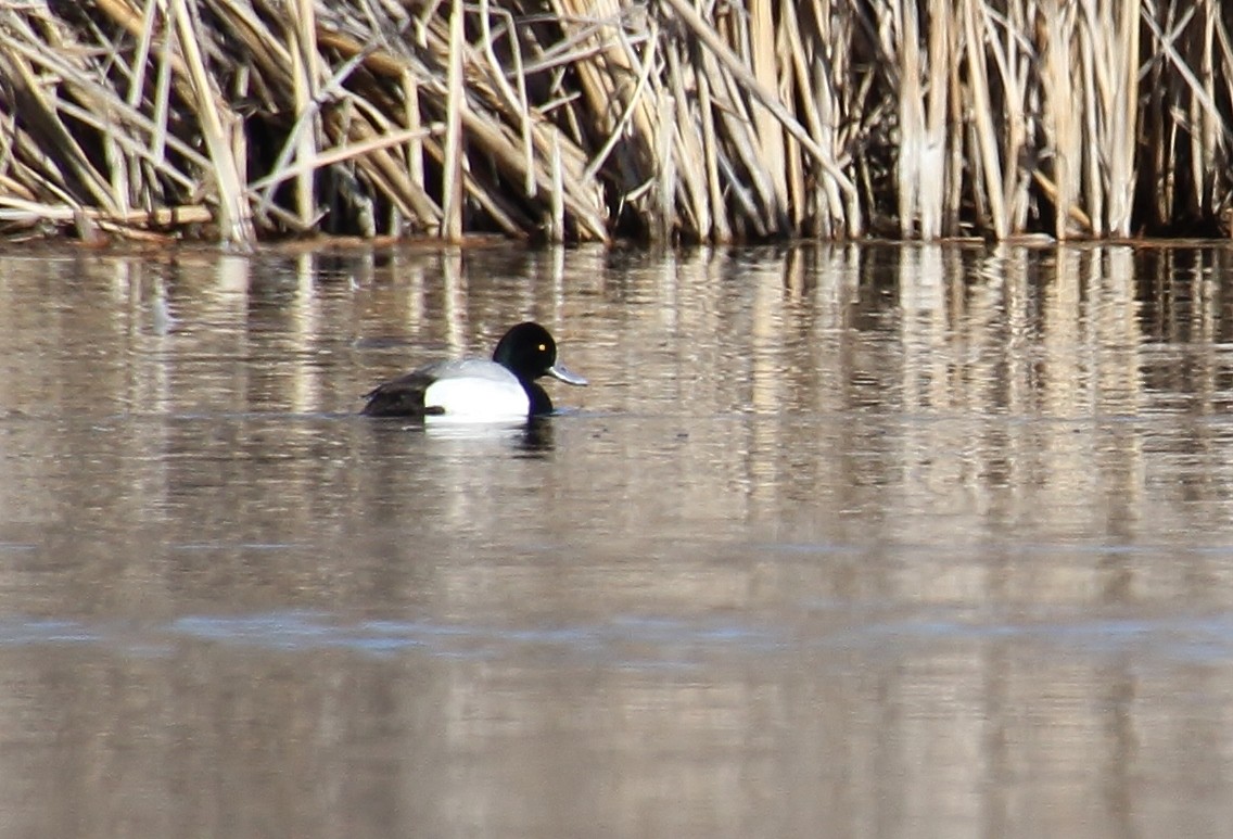 Greater/Lesser Scaup - ML616494815