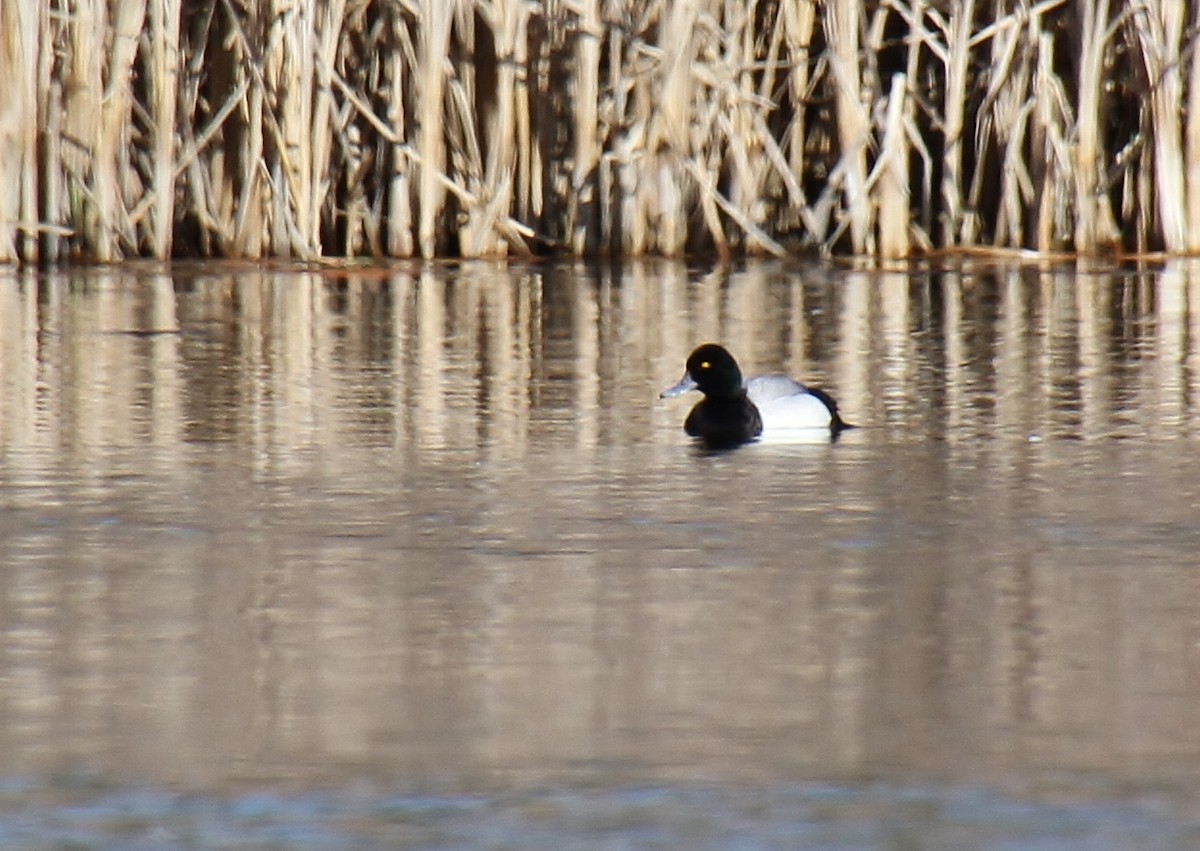 Greater/Lesser Scaup - Jared Peck