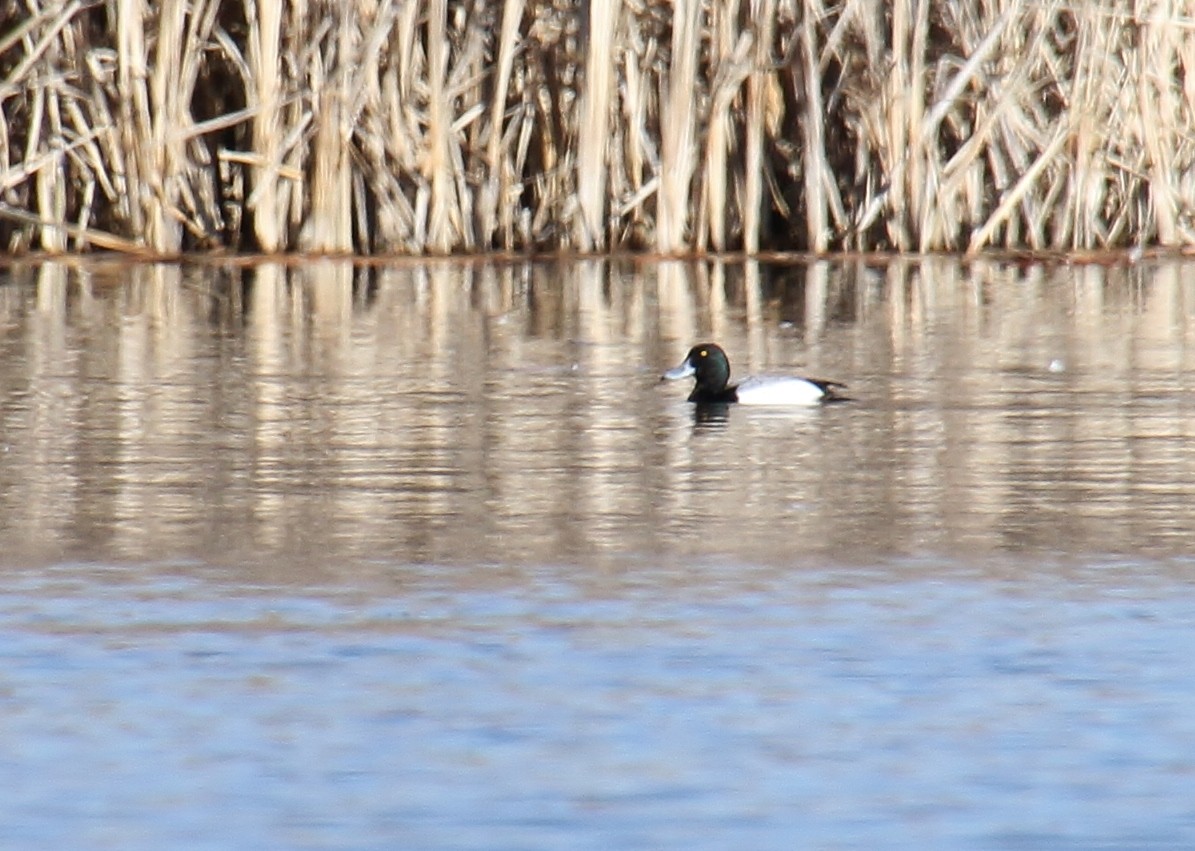 Greater/Lesser Scaup - ML616494822
