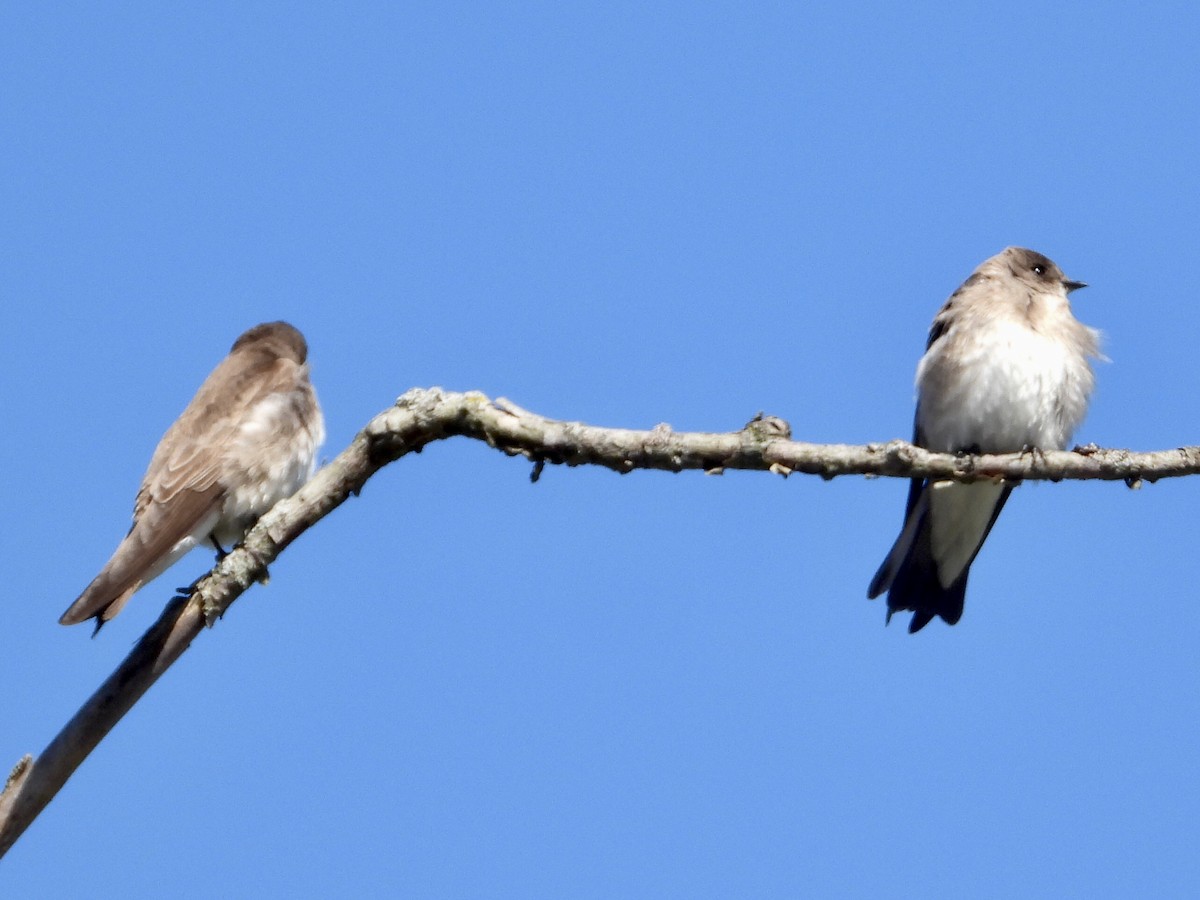 Northern Rough-winged Swallow - Alice Simmons