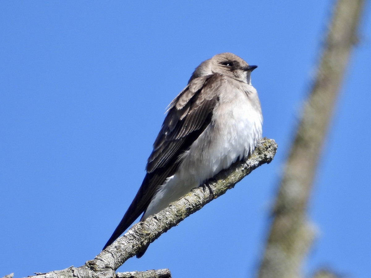 Northern Rough-winged Swallow - Alice Simmons