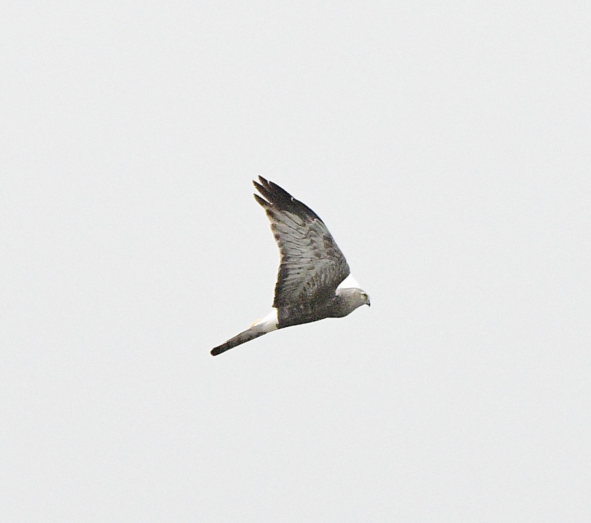 Northern Harrier - ML616494862