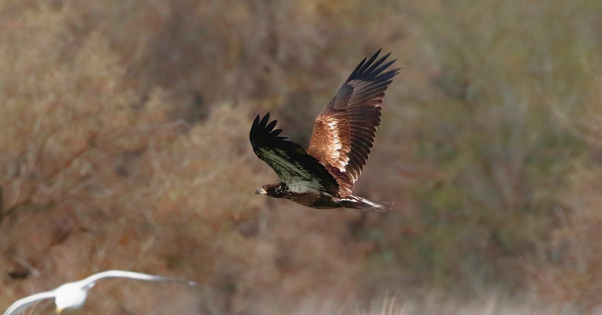 Weißkopf-Seeadler - ML616494895