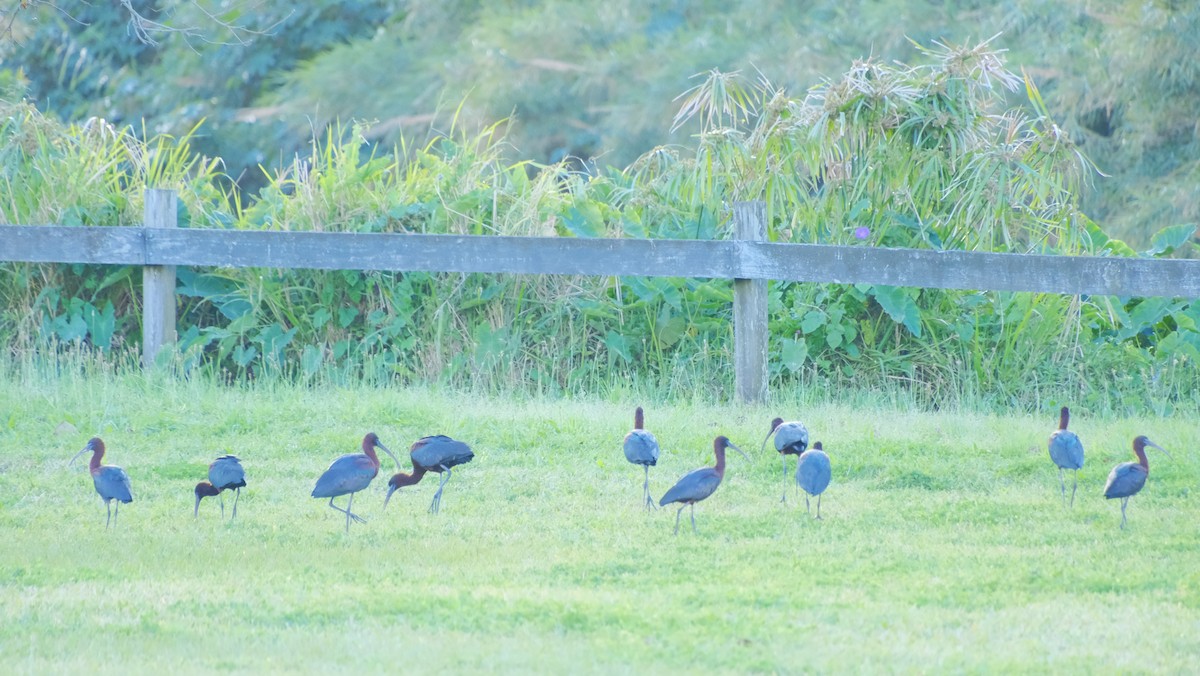 Glossy Ibis - Andrea Webb