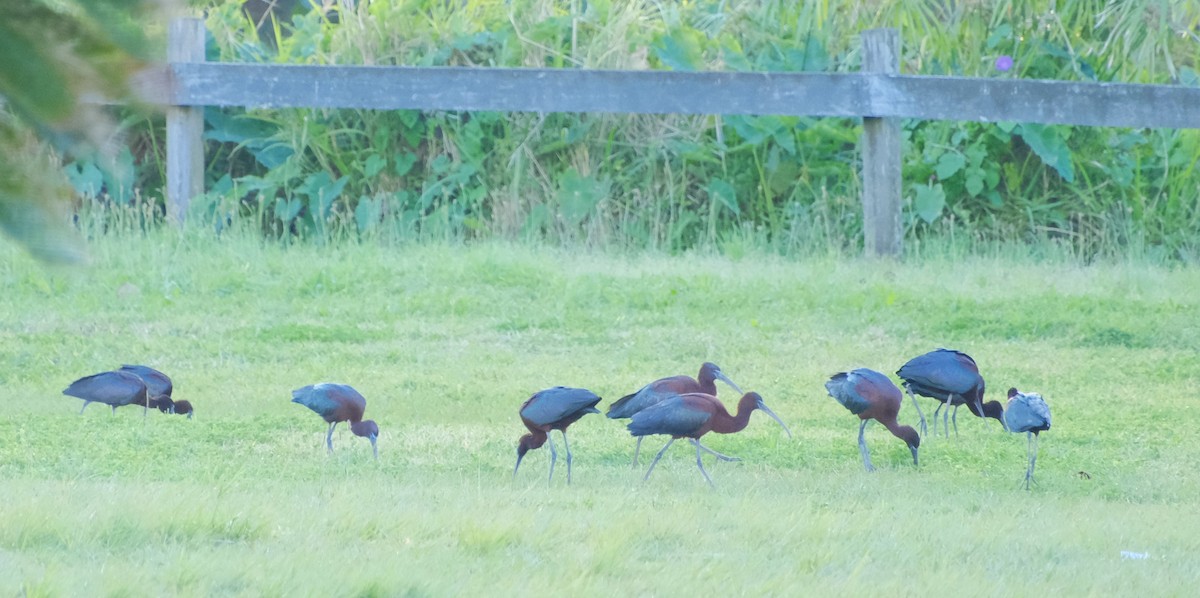 Glossy Ibis - ML616494968