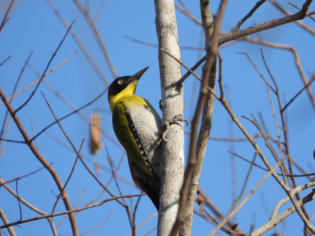 Black-headed Woodpecker - Joe Corcoran