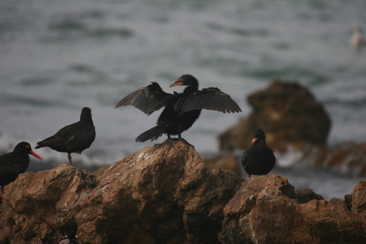 Cormorán Coronado - ML616495024