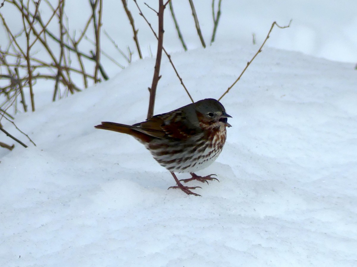 Fox Sparrow - ML616495081