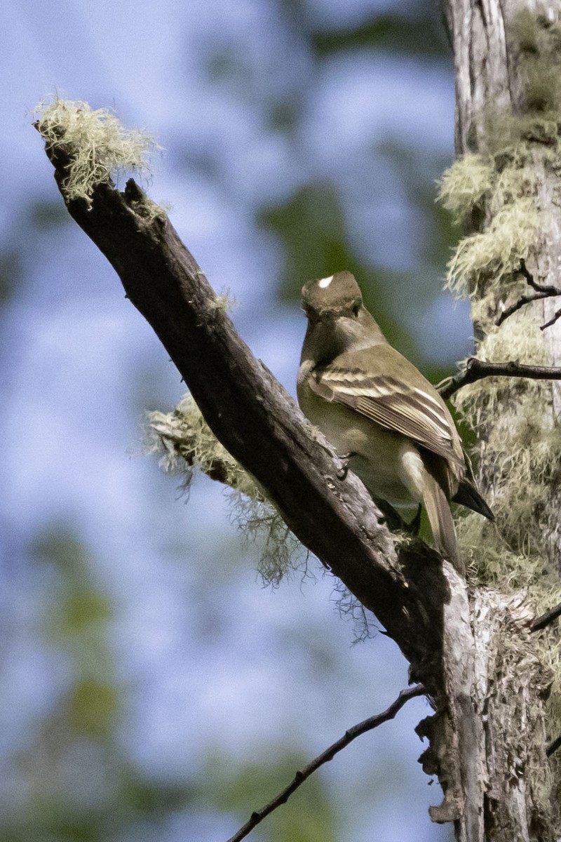 White-crested Elaenia - Mouser Williams