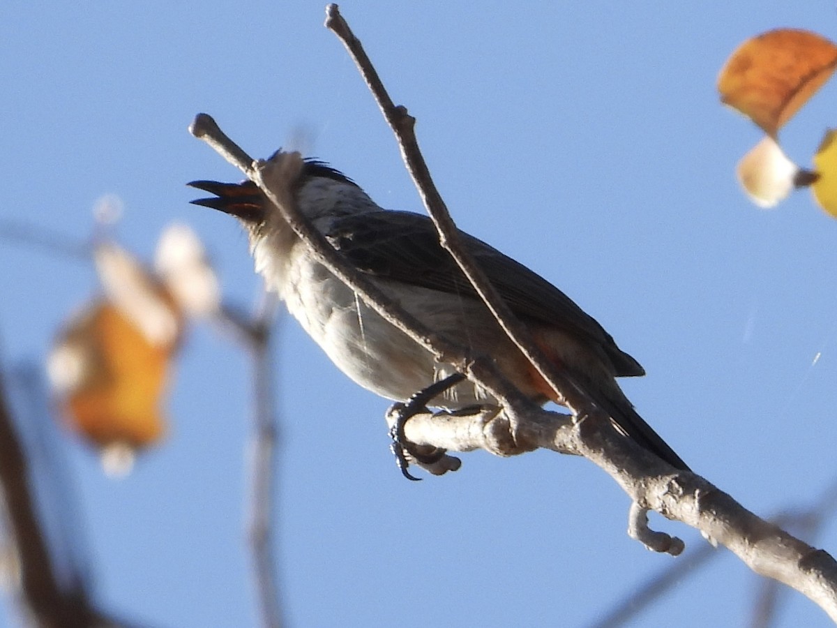 Sooty-headed Bulbul - Joe Corcoran