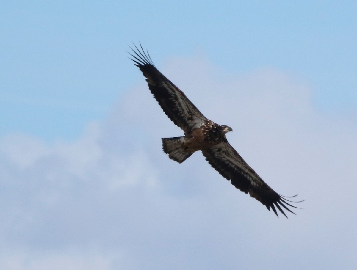 Bald Eagle - ML616495120