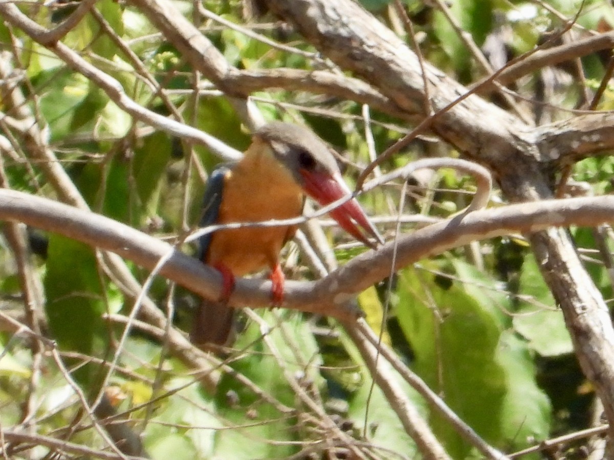 Stork-billed Kingfisher - Joe Corcoran