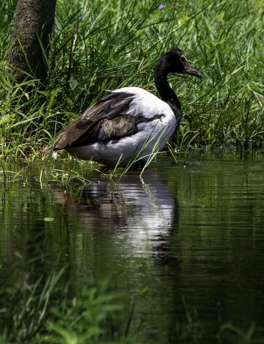 Magpie Goose - ML616495222