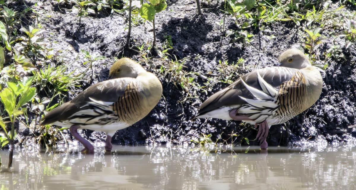 Plumed Whistling-Duck - ML616495228