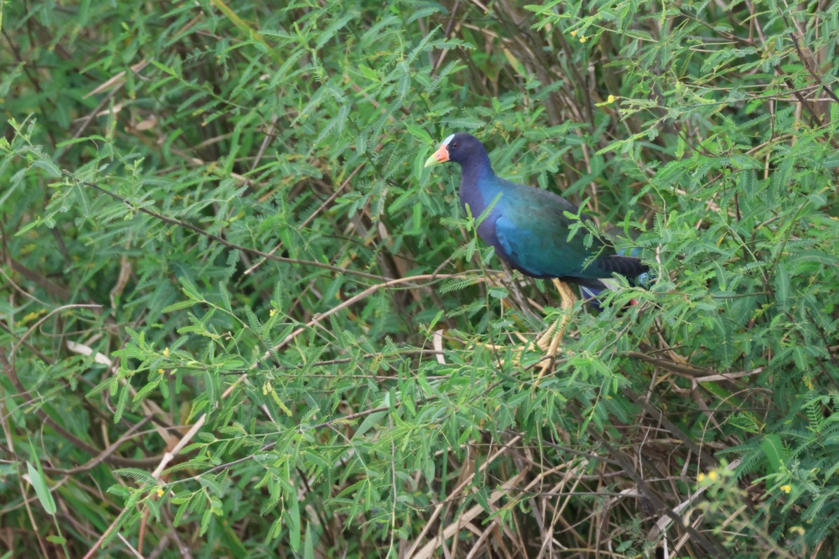 Purple Gallinule - ML616495234