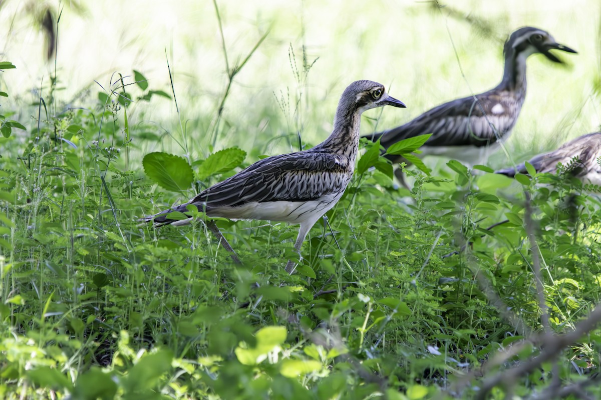 Bush Thick-knee - ML616495240