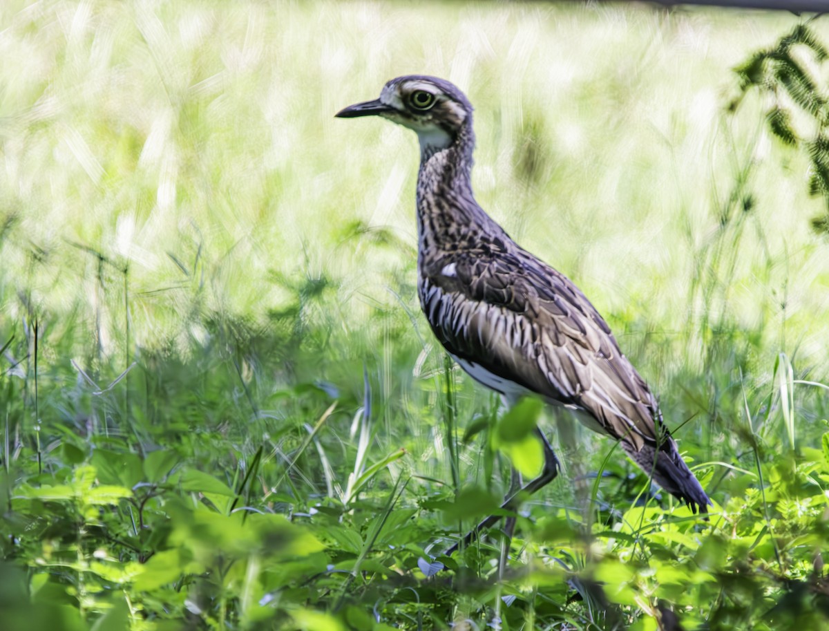 Bush Thick-knee - ML616495242