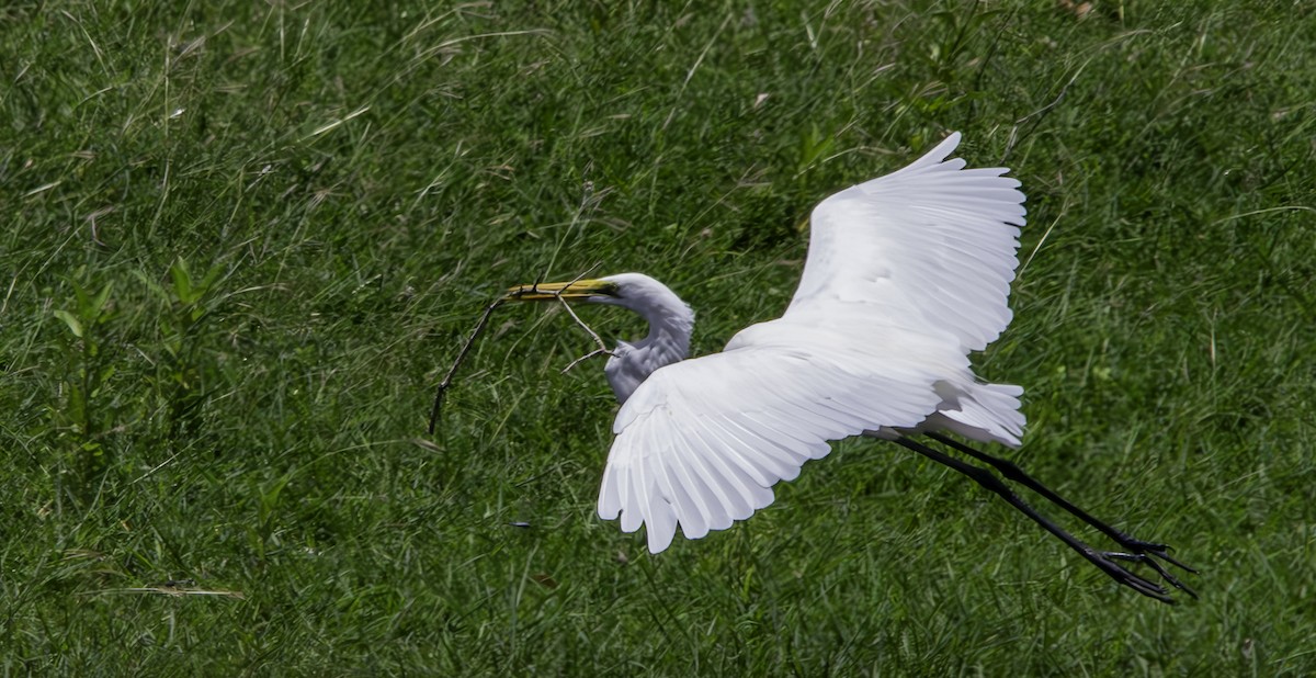 Great Egret - ML616495259