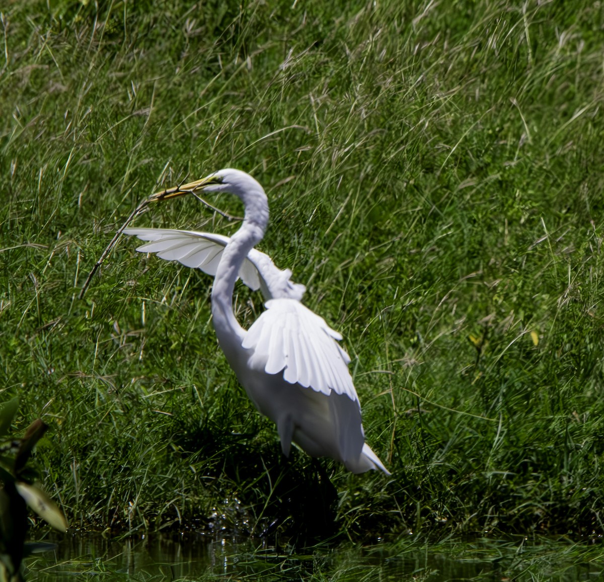 Great Egret - ML616495260