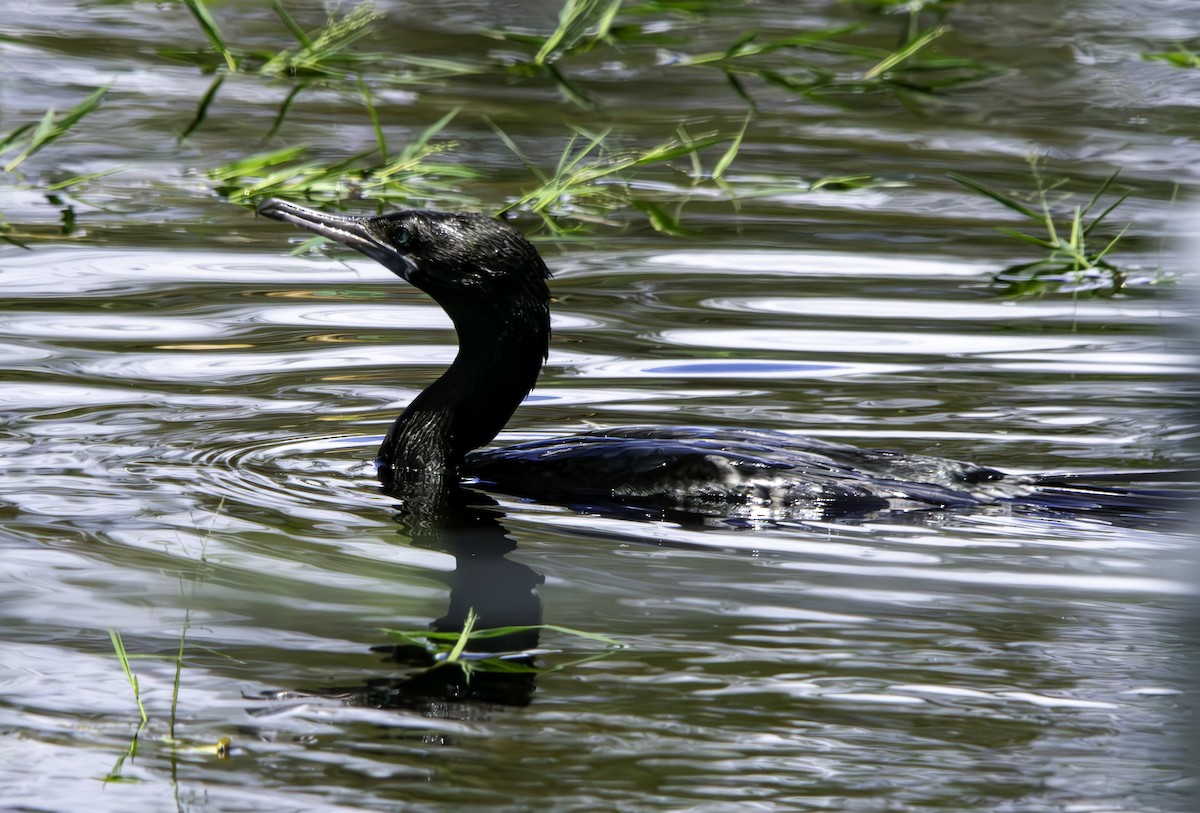 Little Black Cormorant - ML616495264