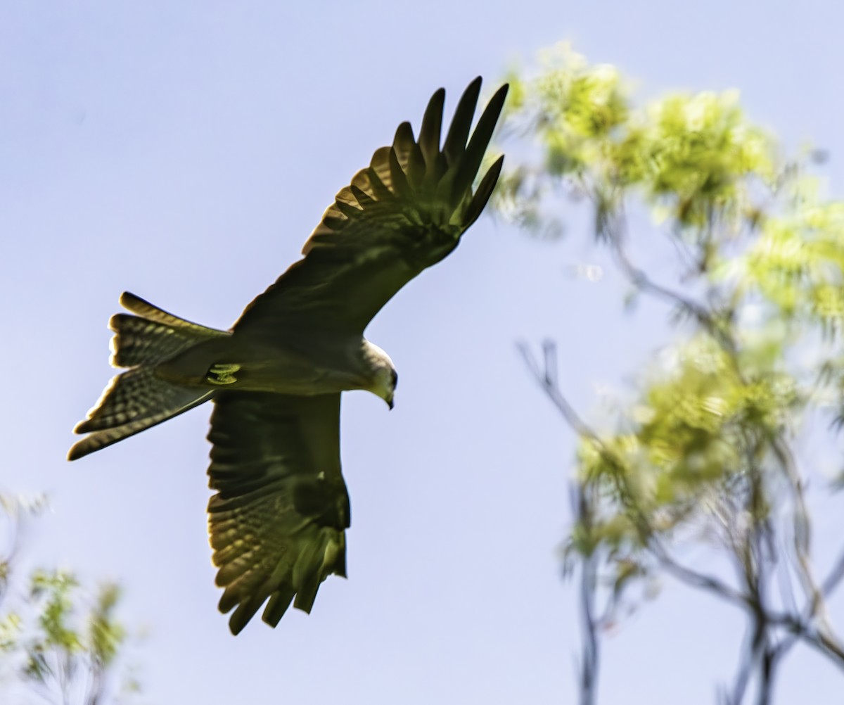 Black Kite - ML616495268