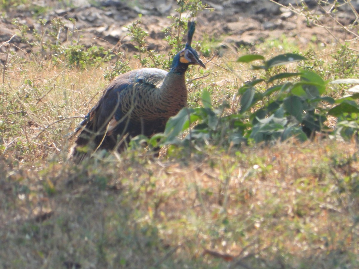 Pavo Real Cuelliverde - ML616495281