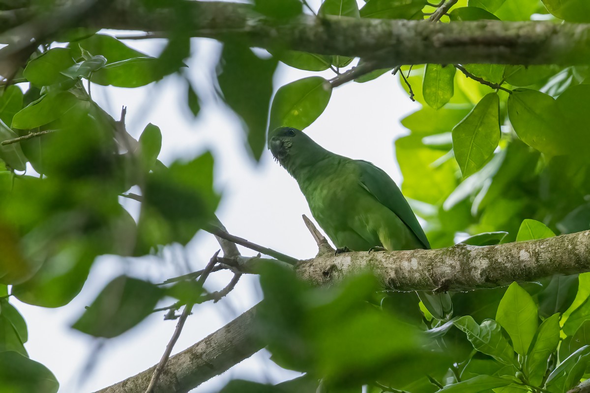 Black-billed Parrot - ML616495301