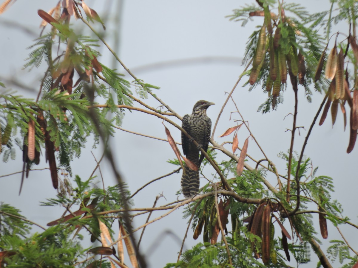 Asian Koel - ML616495316