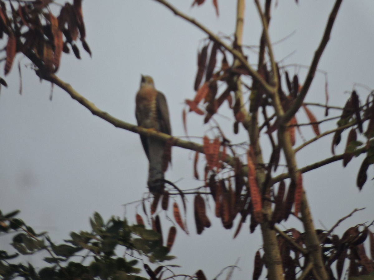Common Hawk-Cuckoo - ML616495325