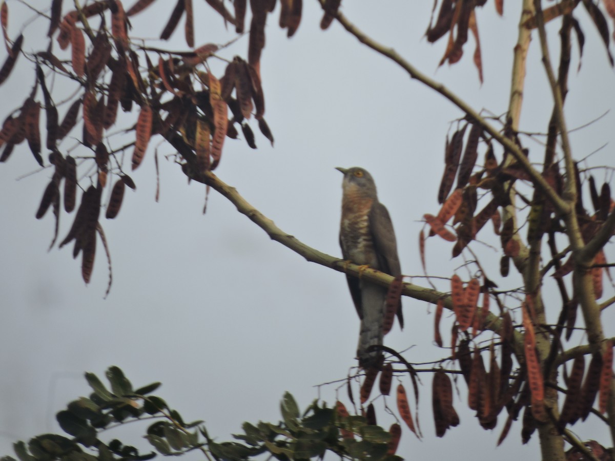 Common Hawk-Cuckoo - ML616495328