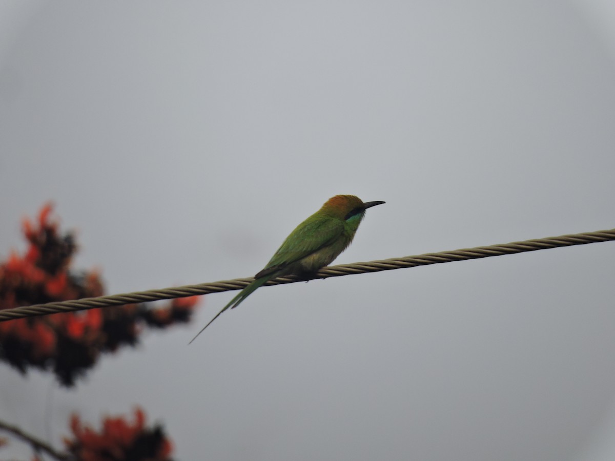 Asian Green Bee-eater - ML616495332