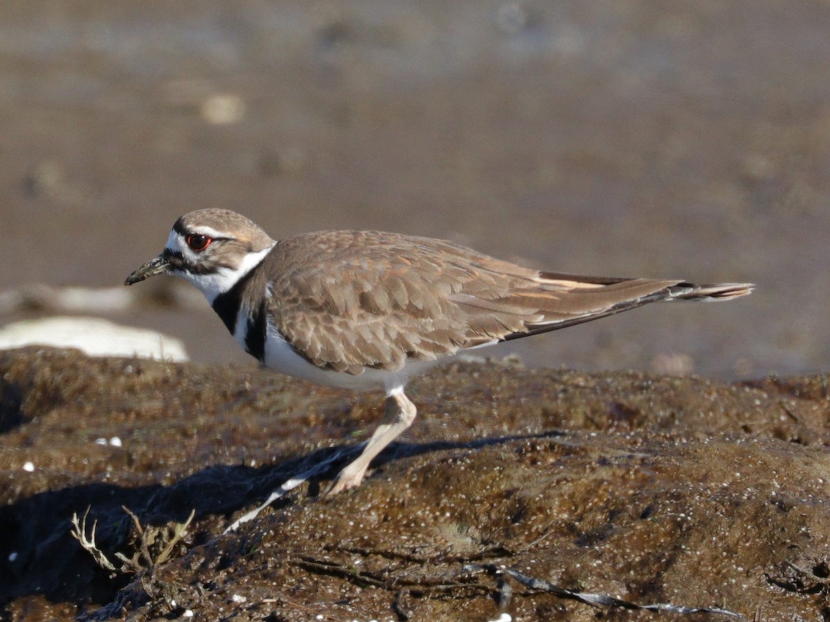 Killdeer - ML616495335