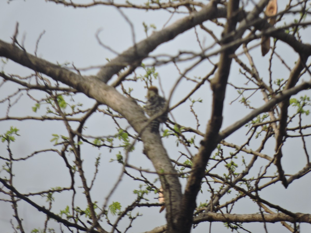 Yellow-crowned Woodpecker - ML616495336