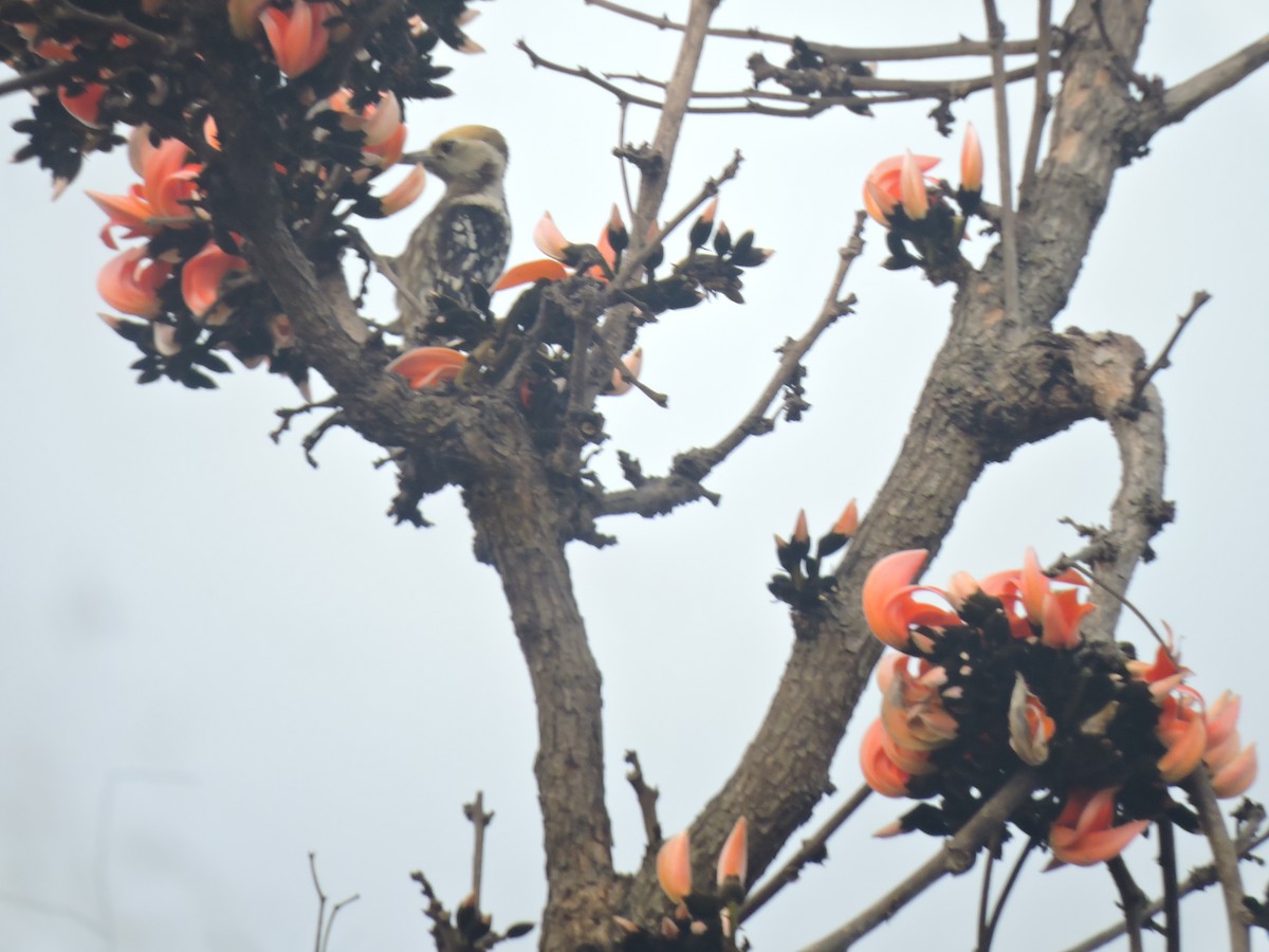Yellow-crowned Woodpecker - ML616495341