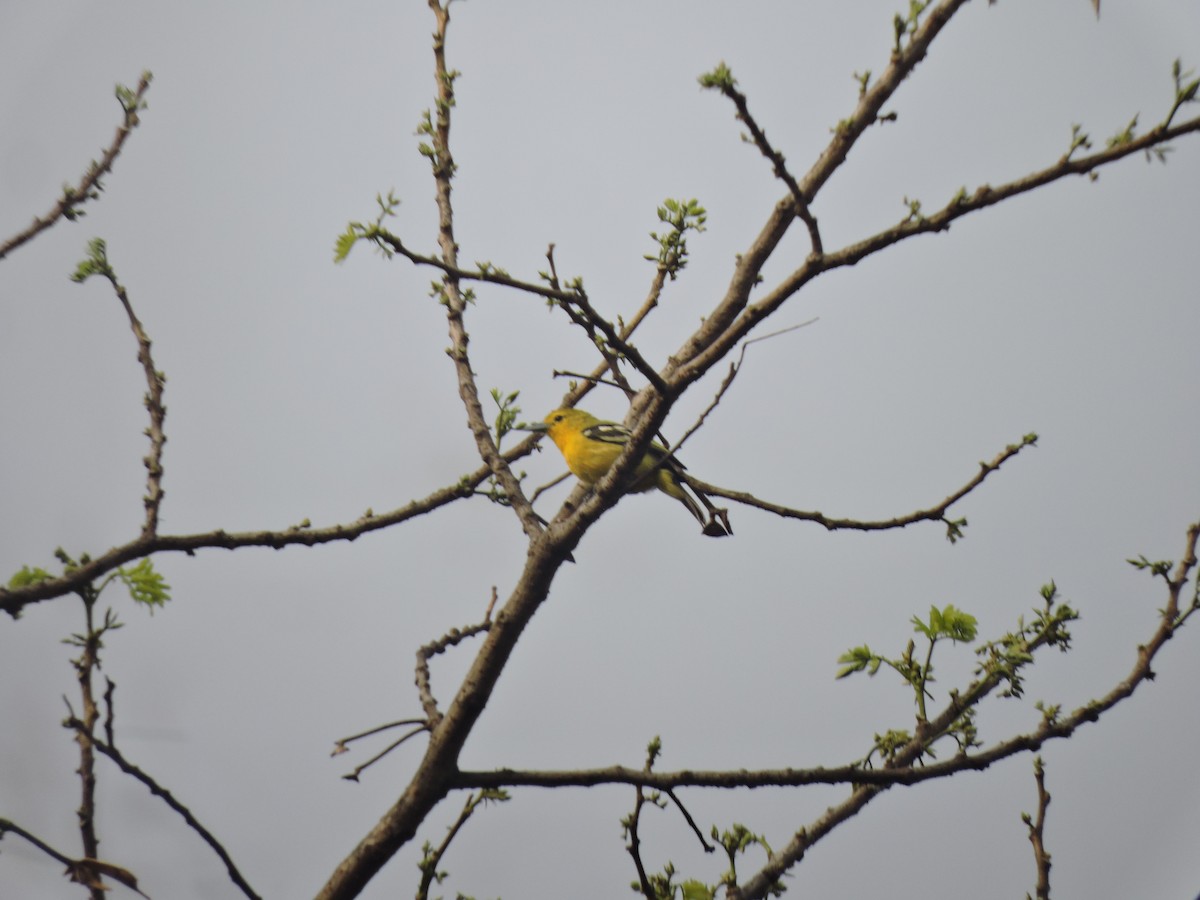 Common Iora - ML616495349