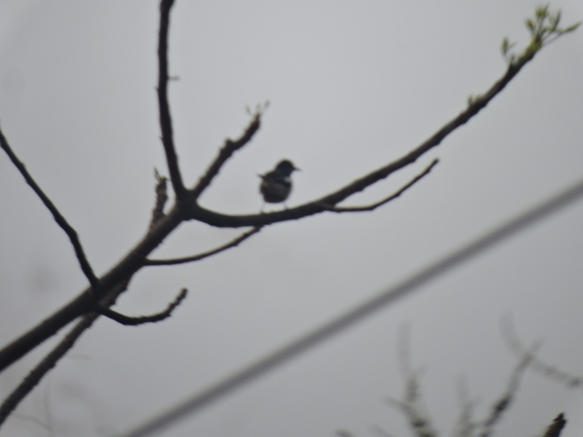 Indian Robin - ML616495392