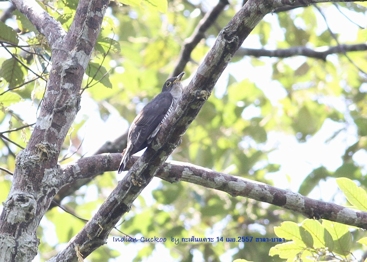 Indian Cuckoo - ML616495407