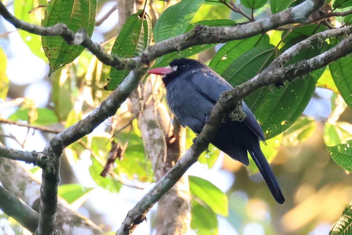 White-fronted Nunbird - Tom Forwood JR