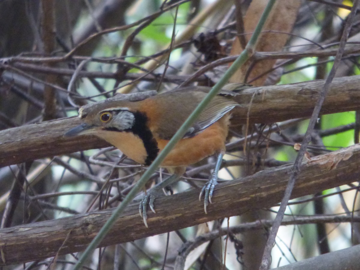 Greater Necklaced Laughingthrush - ML616495494