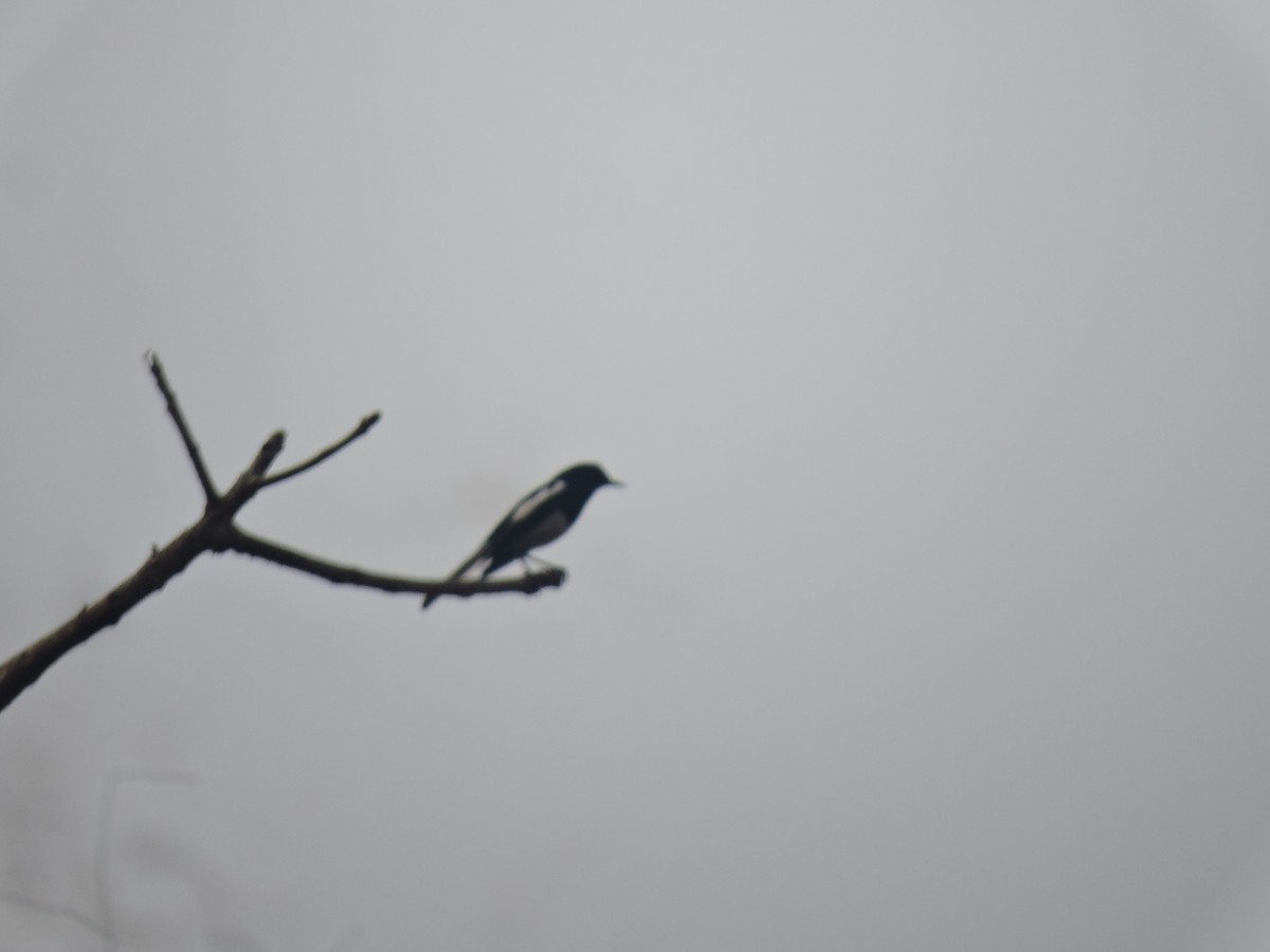 Oriental Magpie-Robin - ML616495513