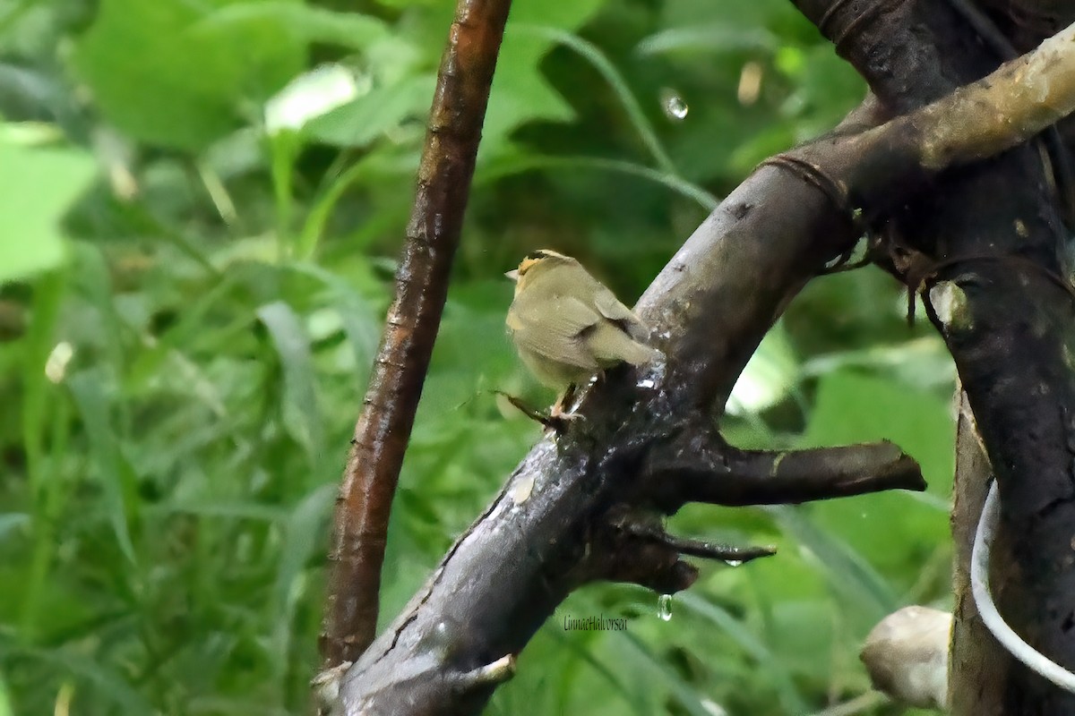 Worm-eating Warbler - Linn H