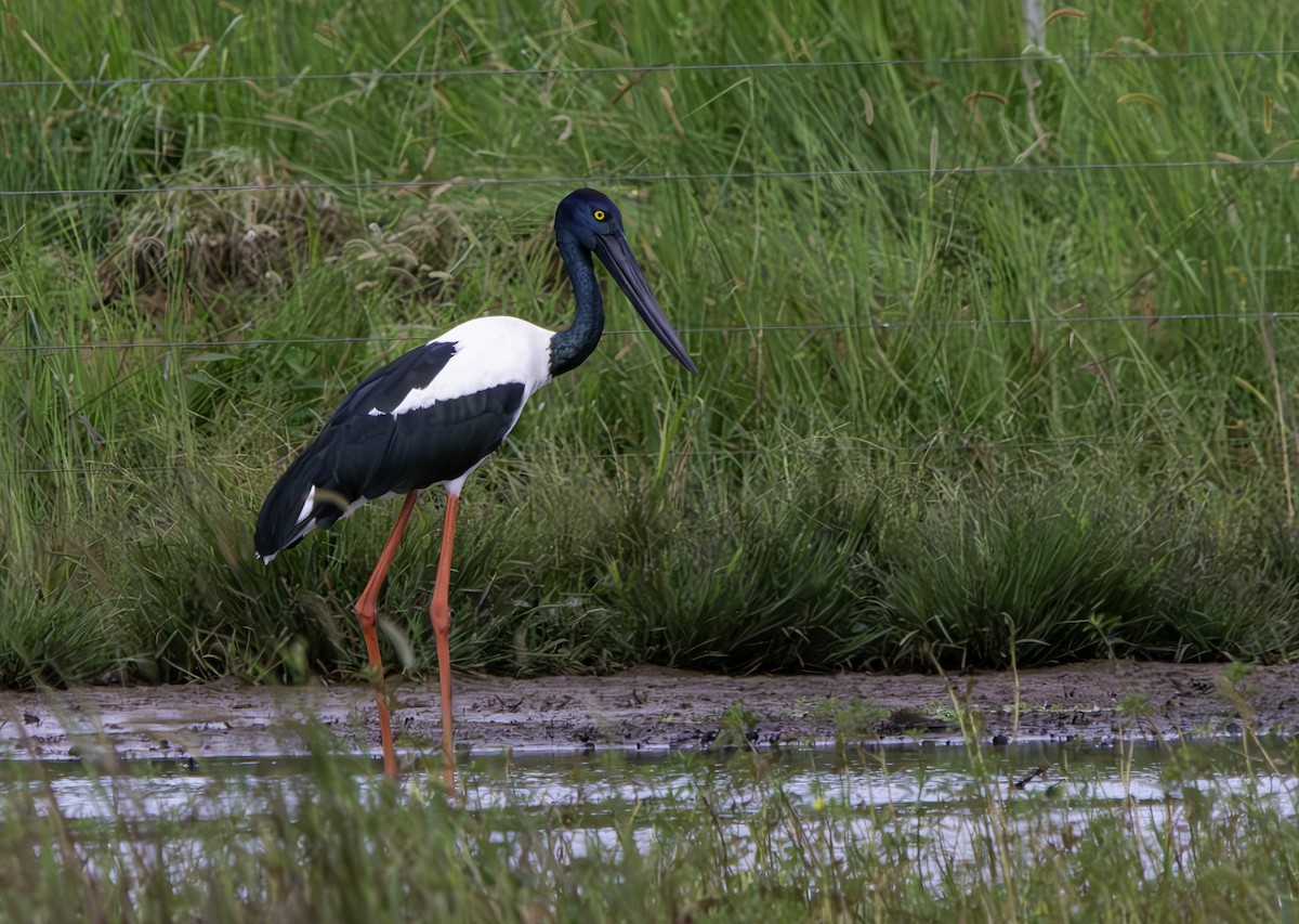 Black-necked Stork - ML616495709