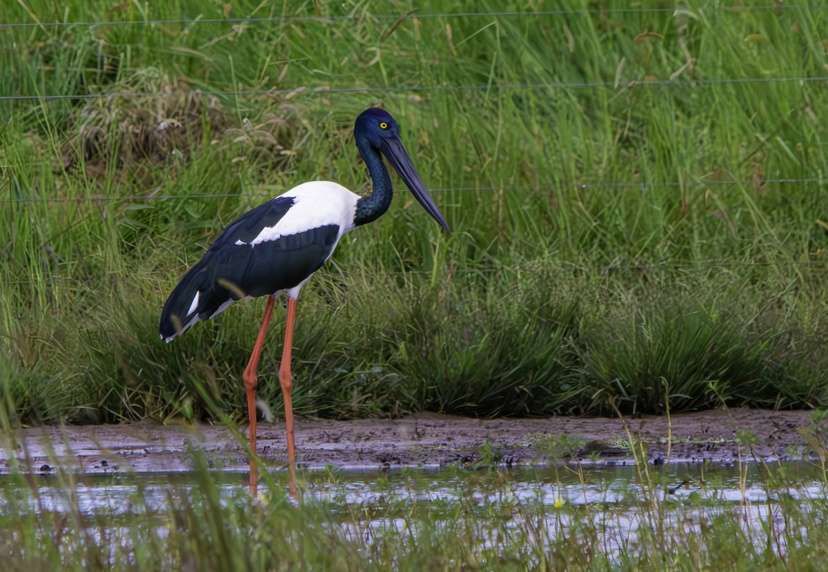 Black-necked Stork - ML616495710