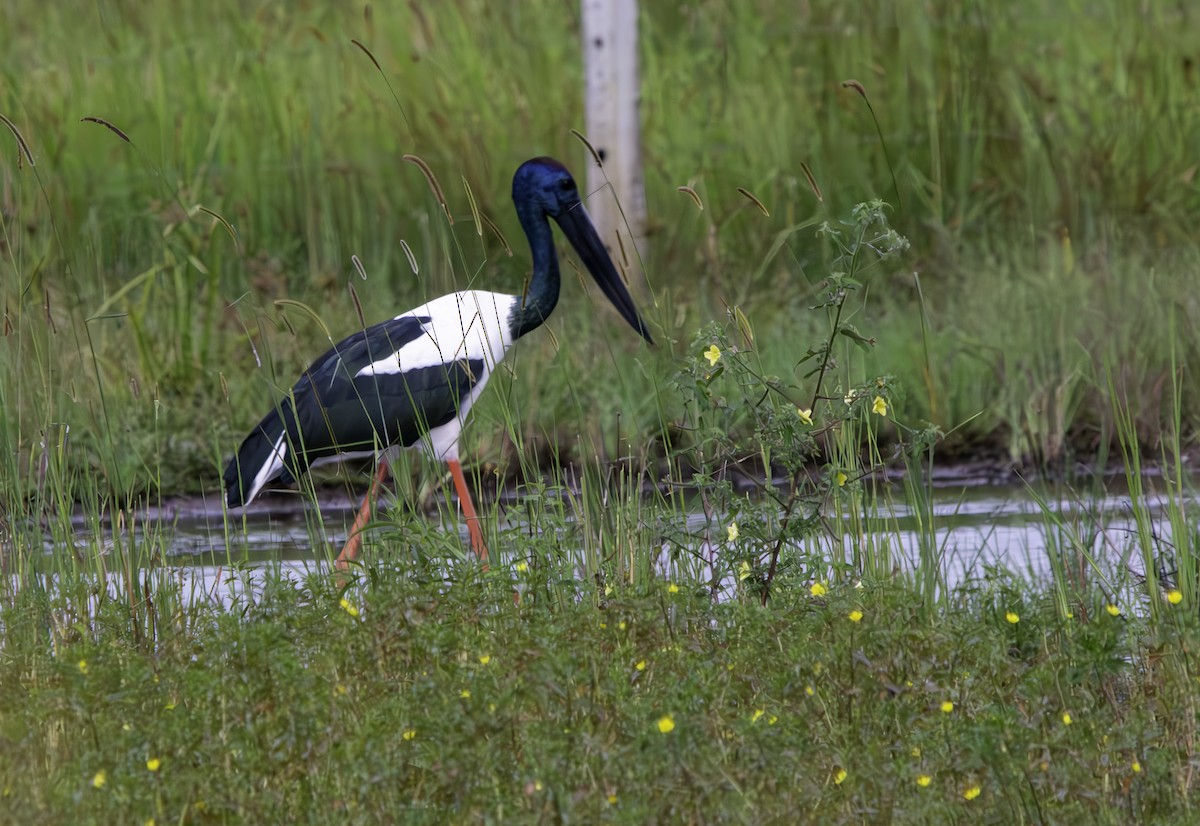 Black-necked Stork - ML616495711