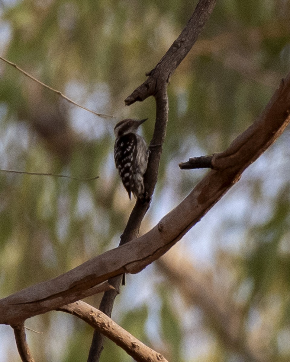 Brown-capped Pygmy Woodpecker - ML616495814