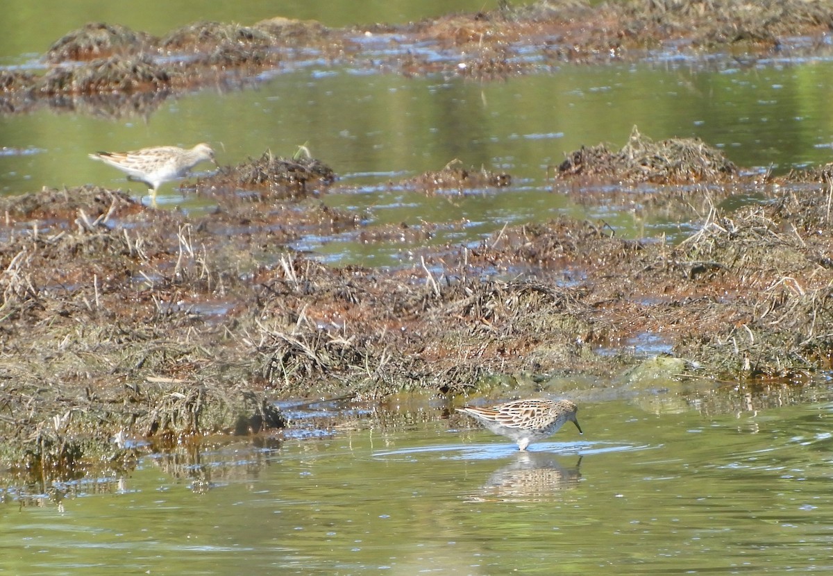 Sharp-tailed Sandpiper - stephen gallivan