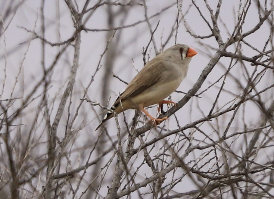 Zebra Finch - ML616495895